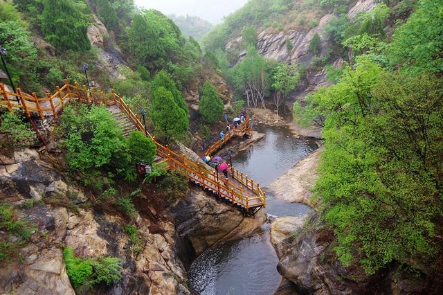 雨后盛放
